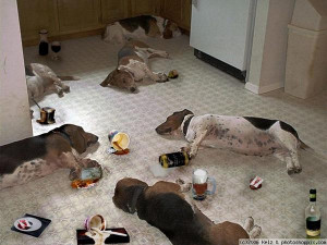 Drunk Animals