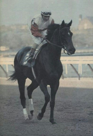 trainer quoted in the blood horse s thoroughbred legends ruffian rest ...