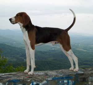 71. Treeing Walker Coonhound