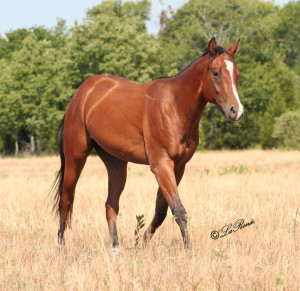 Bay Quarter Horse