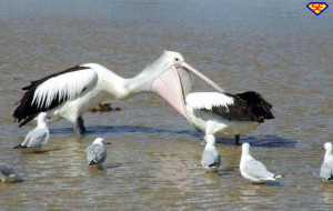 Foto >> Strani Animali > Strano Pellicano