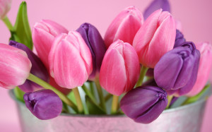 Purple Pink Tulips Wallpapers Pictures Photos Images