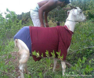 Funny Dress Up Goat India