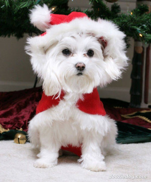 christmas cute dog cute christmas dogs