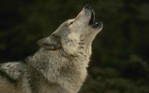 Howling Wolf HD Wallpaper #2687