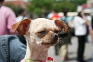 funny is chihuahua dog there you will get the answer check ours funny ...