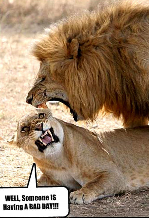Animal Humor lion funny