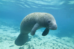 ... nature wildlife wild manatee swim Mammal mammals Aquatic life manatees