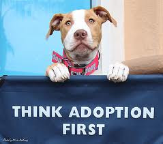 Insurance is proud to offer Pit Bull Rescues and all other dog rescues ...