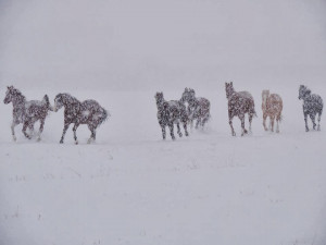 Horses, snow, and moving slow