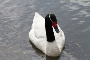 Black And White Swan James...