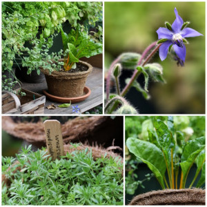 The Mini Family Vegetable Garden