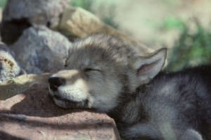 Wolf Pup
