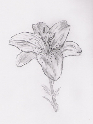 Lily Flower Sketch