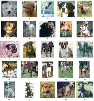 Different Breeds of Dogs Types Name