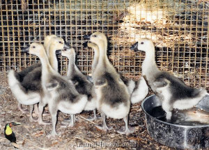Pet Birds / Ducks Geese Swans / Canadian Geese