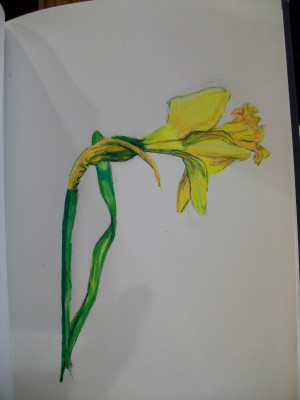 Daffodils+drawing