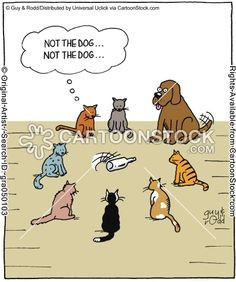Kitty Cat, Dogs, Funny Cat, Kitty Kat, Kitty Humor, Funny Quotes ...