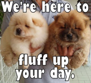 dog #fluffy #day #cute