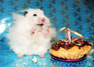 adorable, animal, birthday, cake, candle, chocolate, clapping, color ...