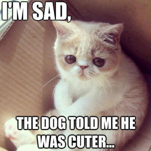 Cute kitten: I'm sad - the dog told me he was cutter...