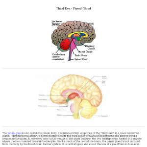 The Pineal Gland And Third...