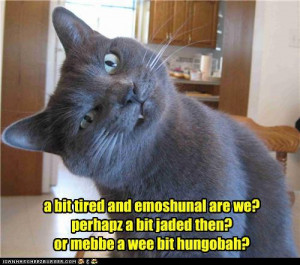 here s the a special gleaning from the best of i can has cheezburger ...