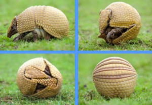 Armadillo Photos