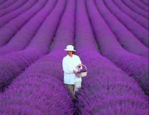 Late June through September is the best season for lavender in ...