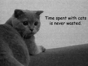 Mad Cats With Quotes