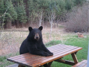 bear sitting at picnic table