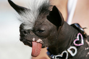The World's Ugliest Dog competition, now in its 21st year, is held at ...