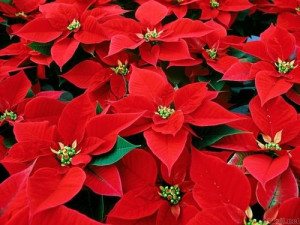 ... from red christmas poinsettias christmas flower red christmas flowers