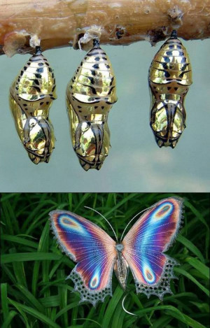Amazing Golden Cocoon Butterfly
