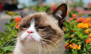 Grumpy Cat goes from strength to strength