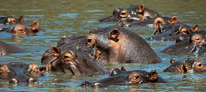 The Protea Hotel Balalaik