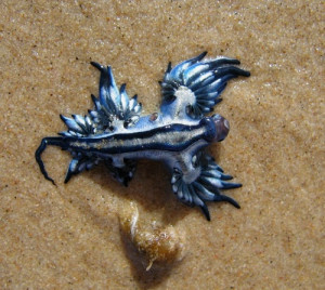 Blue Angel of sea – Glaucus atlanticus