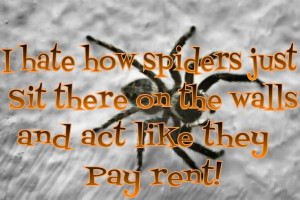 Haha! funny things that spiders do!