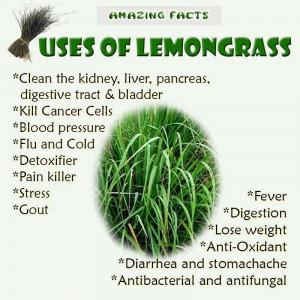 The Many Uses of Lemongrass Essential Oil