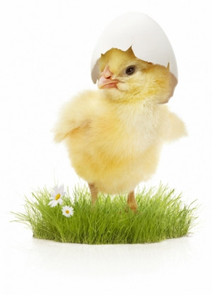 Easter Bunnies Chicks Tags Gif