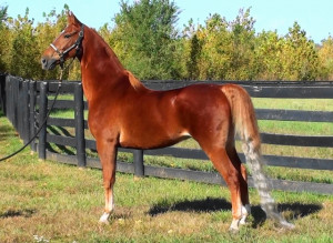 Meritage Farm Saddlebreds...