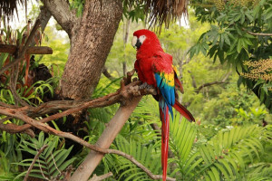 ... Tropical Rainforests, Animal Th Birds, Birds Tropical, Aandacht Vans