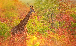 Giraffe cruising through the fall foliage. “Winter is an etching ...