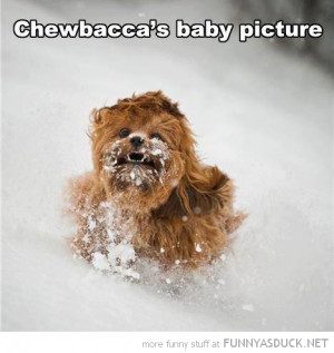 dog animal star wars running snow chewbaccas baby funny pics pictures ...