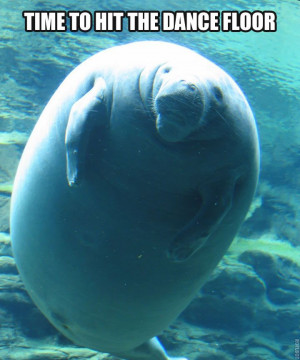 Found on calmingmanatee.com