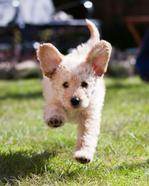 Hyper Puppy Hyper puppy running