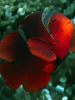 ... jpeg, Download mobile wallpaper Animals, Clown fish, Fishes for free