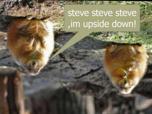 Steve Steve Steve Im Upside Down
