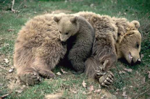 La riproduzione dell'orso bruno