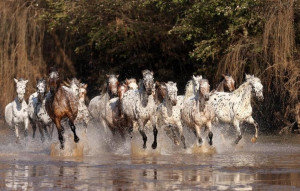 Appaloosa herd: Hors Stuff, Appaloosa Horses, Spots Hors, Horses Hors ...